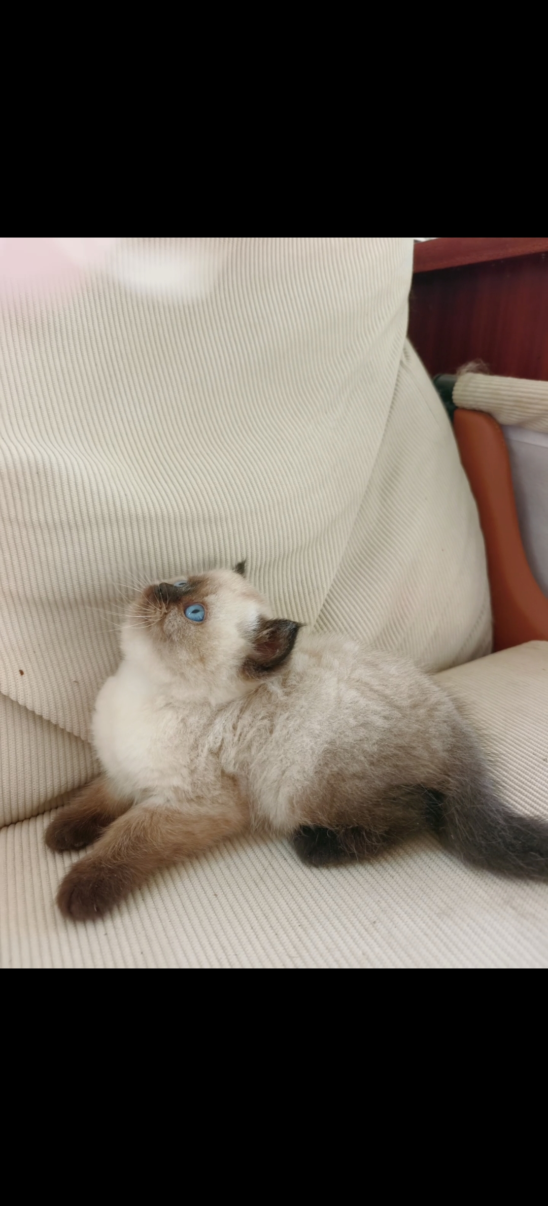 包子脸的小黑蛋，特价888带回家